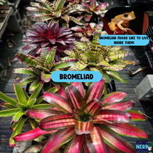 Load image into Gallery viewer, Hey, Bro-meliad! Nail Polish