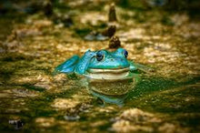 Load image into Gallery viewer, Blue Morph Bullfrog