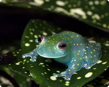 Load image into Gallery viewer, Slope-Snouted Glass Frog