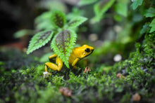Load image into Gallery viewer, Golden Poison Dart Frog