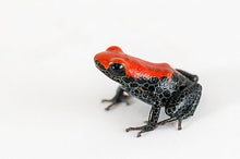 Load image into Gallery viewer, Red-Backed Poison Dart Frog