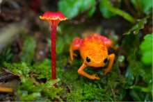 Load image into Gallery viewer, Pumpkin Toadlet