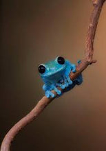Load image into Gallery viewer, Uluguru Forest Tree Frog