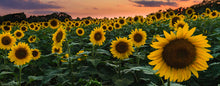 Load image into Gallery viewer, Sunflower