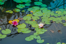 Load image into Gallery viewer, Lilypad Ponds