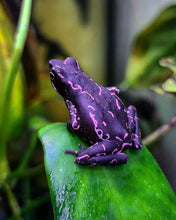 Load image into Gallery viewer, Purple Harlequin Toad